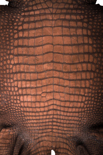 Crocodile leather