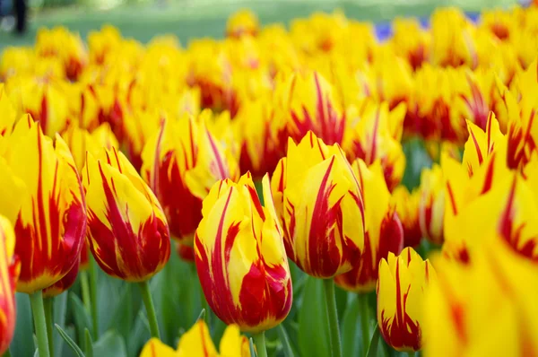 Tulipanes rojos amarillos —  Fotos de Stock