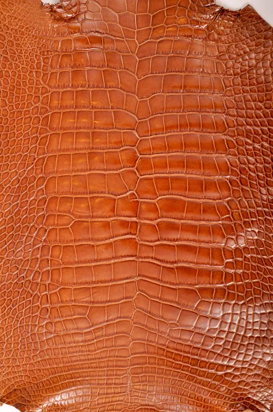Shiny crocodile leather — Stock Photo, Image