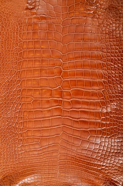 Shiny crocodile leather — Stock Photo, Image