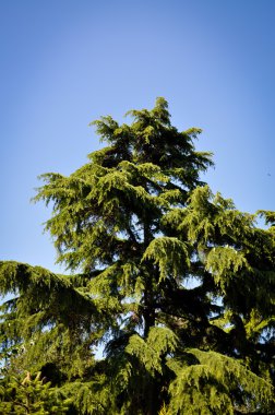 Çam ağacı ve gökyüzü