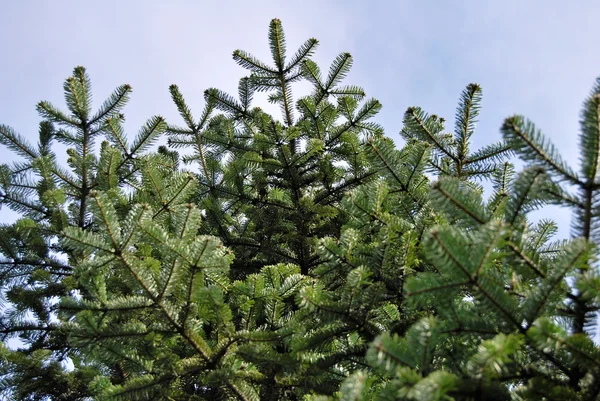 Pine tree and sky — Stock Photo, Image