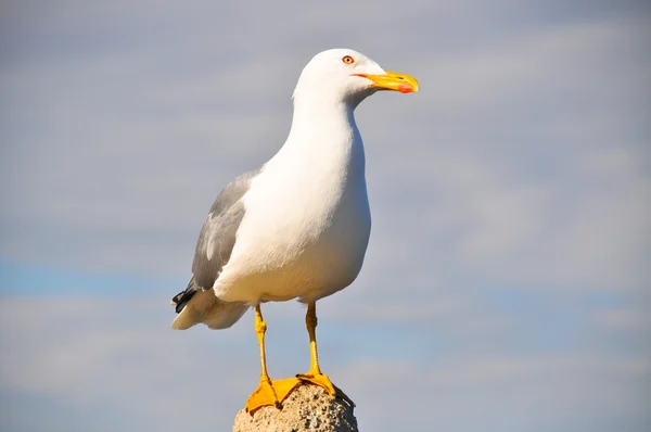 Beyaz martı dinlenme