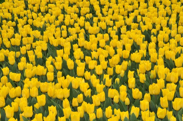 Tulipanes amarillos fragantes —  Fotos de Stock