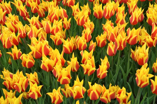Tulipanes rojos amarillos —  Fotos de Stock