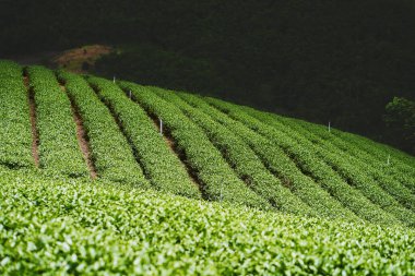 Tayland çay çiftliği.