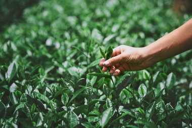 Çay yaprağı toplayan bir el.