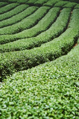 Tayland çay çiftliği.