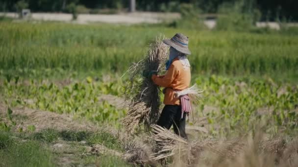 Farmer harvest rice, countryside — Stock Video