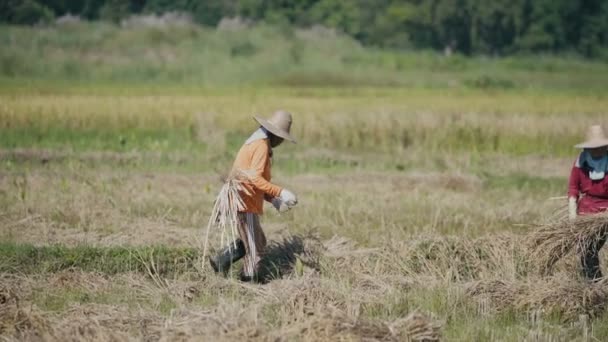 Bauern ernten Reis, Land — Stockvideo