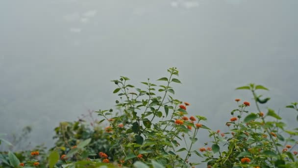 Vista de la montaña en el Parque Nacional Doi Pui Chiang Mai — Vídeos de Stock