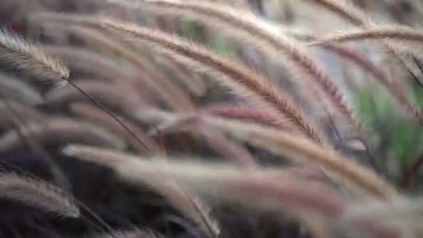 Шипы сухой травы на большом поле — стоковое видео