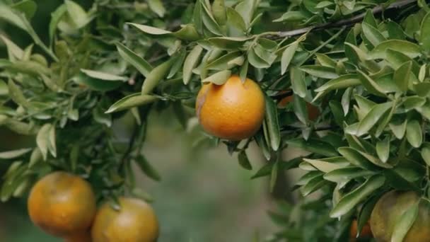 Ωρίμανση Πορτοκάλι Εσπεριδοειδή ή μανταρίνια που κρέμονται σε ένα δέντρο στον πορτοκαλόκηπο — Αρχείο Βίντεο