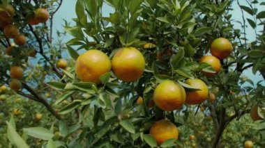Turuncu bahçedeki bir ağaçta sallanan olgun portakal turunç meyveleri veya mandalinalar.