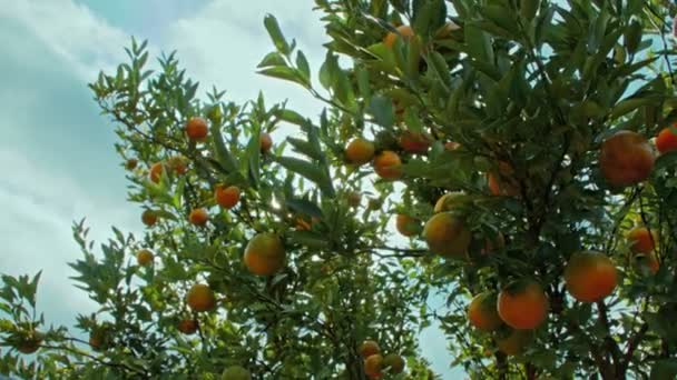 Turuncu bahçedeki bir ağaçta sallanan olgun portakal turunç meyveleri veya mandalinalar. — Stok video