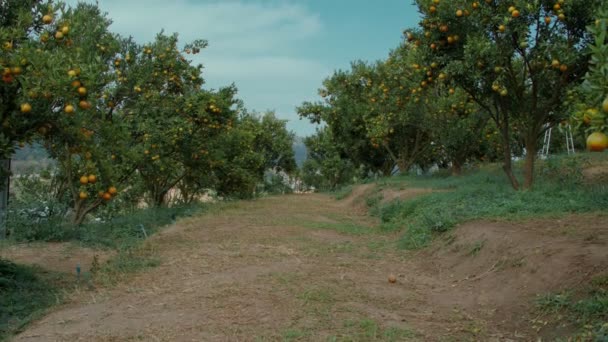 Orange mûre Agrumes ou mandarines suspendus à un arbre dans le jardin d'orange — Video