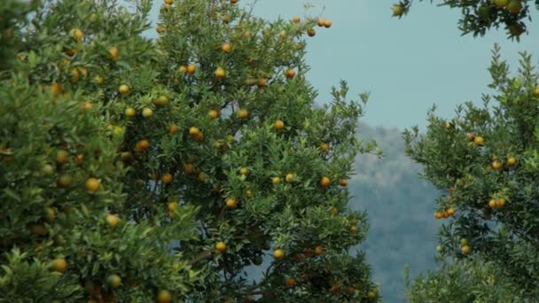 Zralé pomerančové citrusové plody nebo mandarinky visící na stromě v oranžové zahradě — Stock video