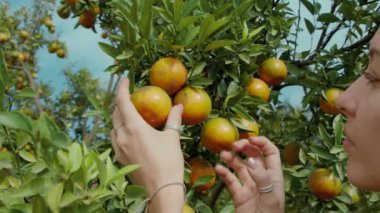 Portakal bahçesindeki kız ağaçtan portakal topluyor.