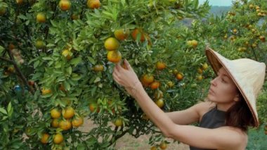 Portakal bahçesindeki kız ağaçtan portakal topluyor.