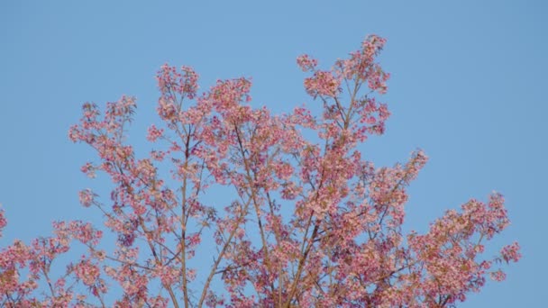 Třešeň strom s mnoha růžových květin s modrou oblohou — Stock video