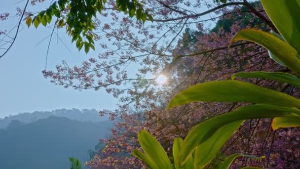 Вишневе дерево з багатьма рожевими квітами з блакитним небом — стокове відео