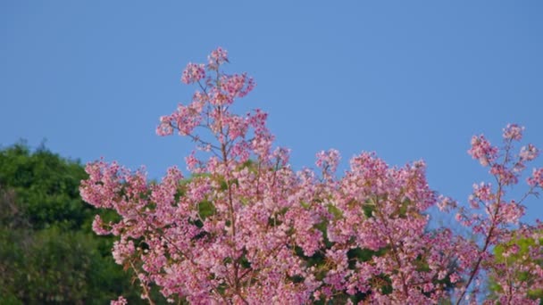 푸른 하늘을 가진 많은 분홍빛 꽃이 피는 벚나무 — 비디오