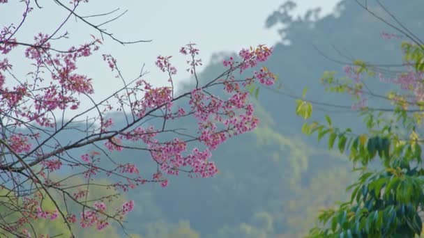 Ramo di ciliegio con fiori rosa in fiore primaverile. Un bellissimo ramo d'albero con fiori di ciliegio — Video Stock