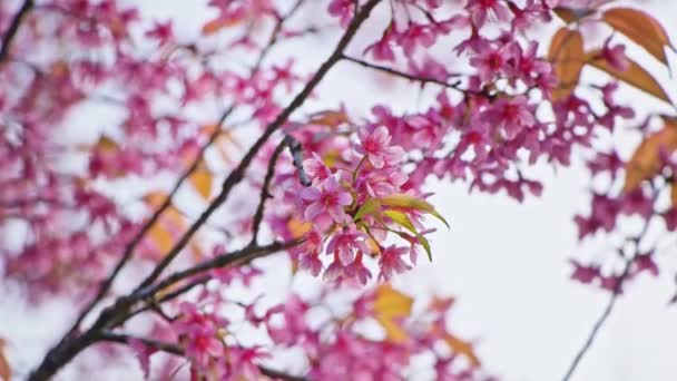 Вишневая ветвь с розовыми цветами весной цветут. Красивая ветка дерева с цветущей вишней — стоковое видео