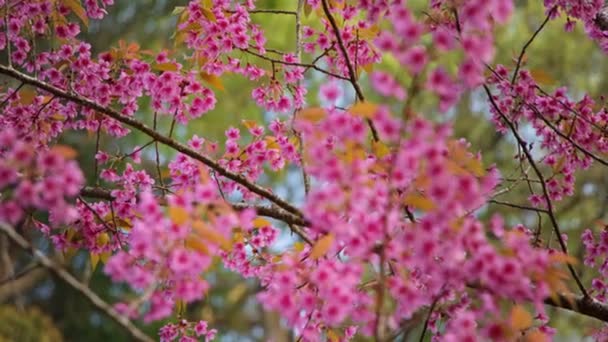 Ramo di ciliegio con fiori rosa in fiore primaverile. Un bellissimo ramo d'albero con fiori di ciliegio — Video Stock