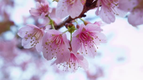 Розовые цветы цветка вишни на сакуре вблизи — стоковое видео