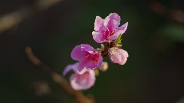 Flores rosas de una flor de cerezo en un árbol de sakura de cerca — Vídeo de stock