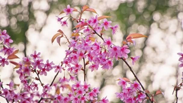 Fleurs roses d'une fleur de cerisier sur un sakura gros plan — Video