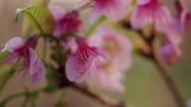 Bir kiraz çiçeğinin pembe çiçekleri bir sakura ağacında