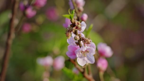Fiori rosa di un fiore ciliegio su un albero di sakura vicino — Video Stock