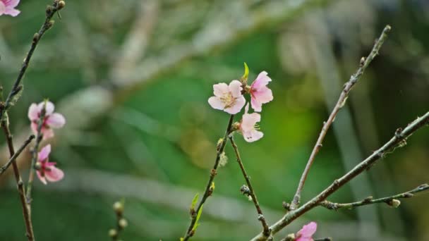 Розовые цветы цветка вишни на сакуре вблизи — стоковое видео