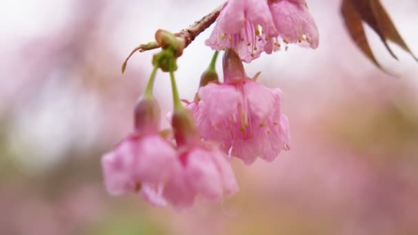 Flores cor-de-rosa de uma flor de cerejeira em uma árvore sakura fecham — Vídeo de Stock