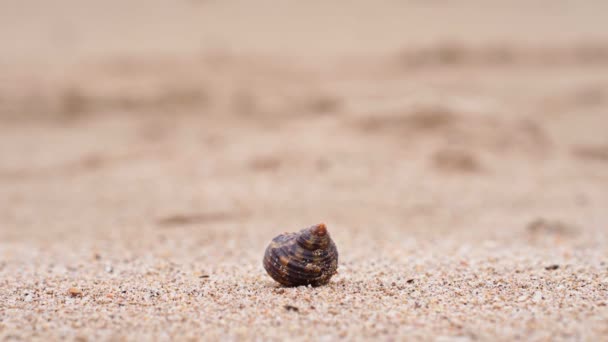 Καβούρι ερημίτης στην παραλία — Αρχείο Βίντεο