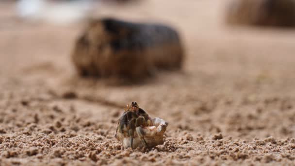 Granchio eremita sulla spiaggia — Video Stock