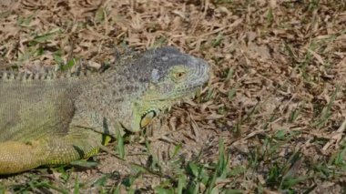 Yabani iguana çimlerin üzerinde