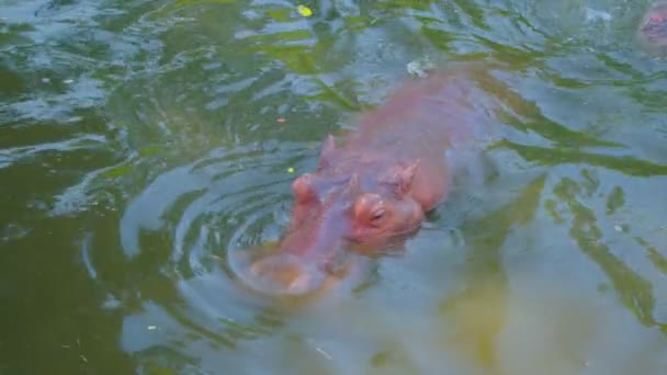 Бегемот плавает в воде — стоковое видео