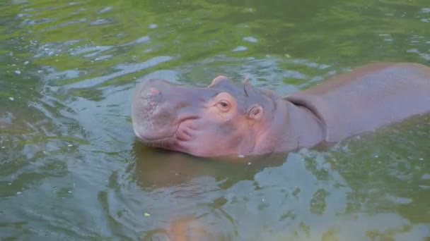 A hippo swimming in water — Stock Video