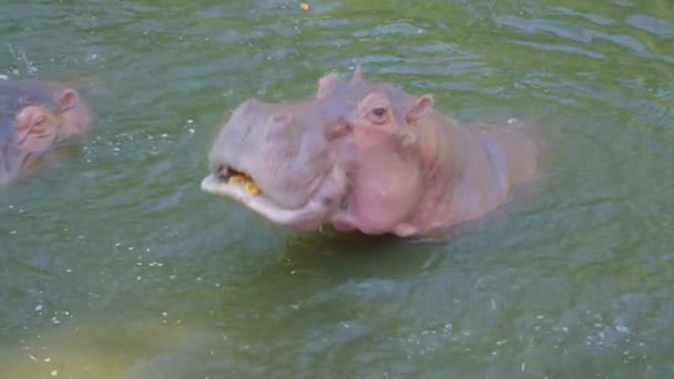 Ein Nilpferd schwimmt im Wasser — Stockvideo