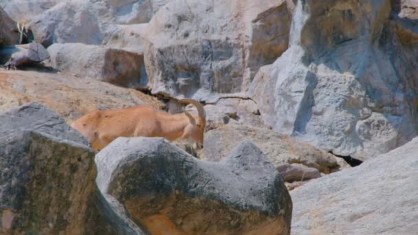 Rocky Mountain goat standing on a cliff — Stock Video