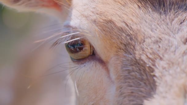 En hjort på nära håll. Porträtt av en ung hjort — Stockvideo