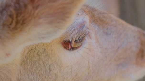 Een hertenoog van dichtbij. Portret van een jong hert — Stockvideo