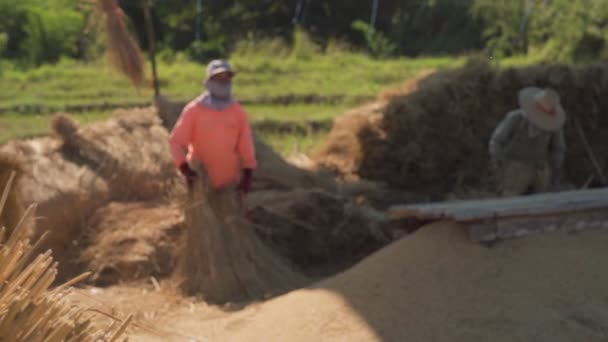 Pai, Thailand, 15 december 2020, Landbouwers slaan rauwe droge rijst padie voor het verzamelen van rijstzaden op de grond — Stockvideo