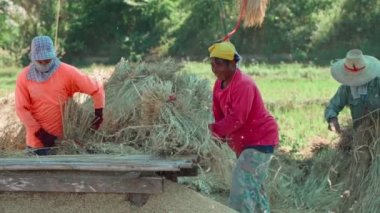 Pai, Tayland, 15 Aralık 2020 çiftçiler pirinç tohumlarını toplamak için çiğ pirinç tarlasına çarpıyor.