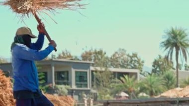 Pai, Tayland, 15 Aralık 2020 çiftçiler pirinç tohumlarını toplamak için çiğ pirinç tarlasına çarpıyor.