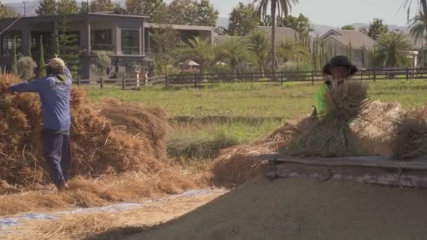 Пай, Таиланд, 15 декабря 2020 года, фермеры нападают на сырой сухой рисовый рис для сбора семян риса на земле — стоковое видео