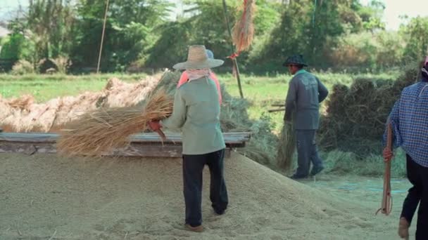 Pai, Thailand, 12 월 15 일, 농부들 이 논에 쌀 종자를 모으기 위해 생쌀 벼를 때리다 — 비디오